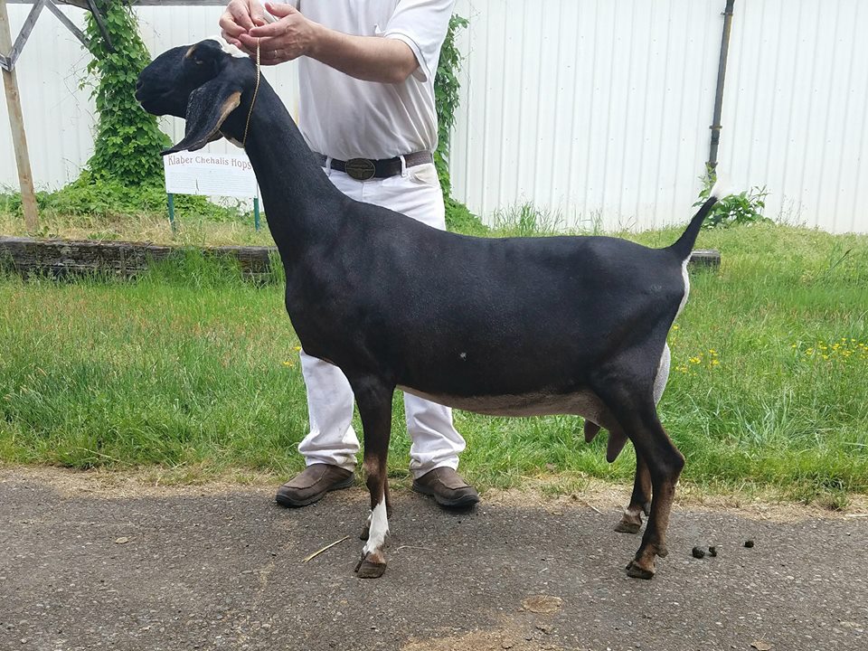 Nubian Junior Does - Humfleet's Nubian Dairy Goats