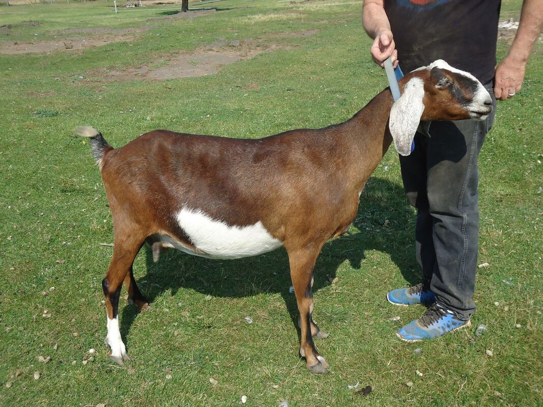 Nubian Senior Does - Humfleet's Nubian Dairy Goats